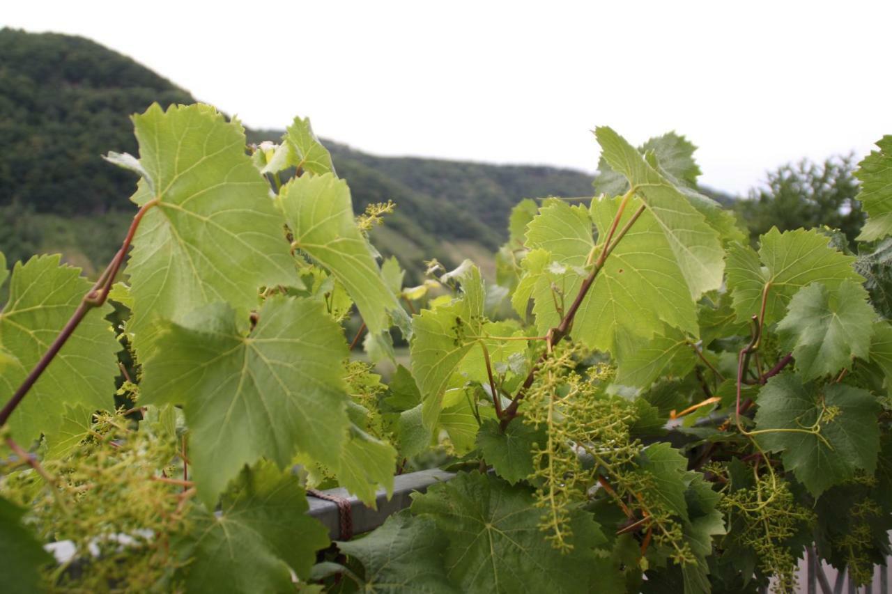 Weingut Sauer-Kettermann Villa Enkirch Luaran gambar